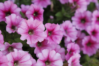 Картинка цветы петунии +калибрахоа сад весна природа лето фиолетовый розовый