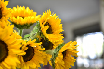 Картинка цветы подсолнухи солнце подсолнечник цветок желтый природа