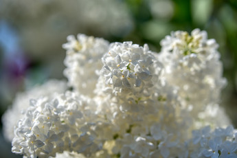 Картинка цветы сирень белый цветение дерево весна сад флора