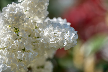 Картинка цветы сирень оливкового урожая белый цветение дерево весна сад флора