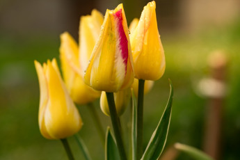 обоя цветы, тюльпаны, цветок, тюльпан, жёлтый, весна, сад, природа