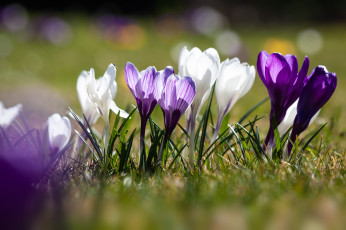 Картинка цветы крокусы весна крокус цвести цветок флора цветение природы