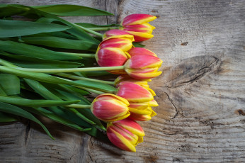 Картинка цветы тюльпаны букет весна природы