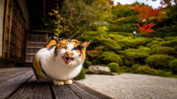 Картинка животные коты клыки кошка