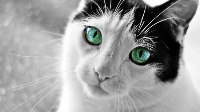 Обои картинки фото животные, коты, зеленоглазый, кот