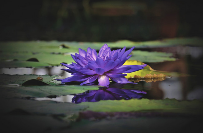 Обои картинки фото цветы, лилии водяные,  нимфеи,  кувшинки, водяная, лилия, пруд, озеро, кувшинки, цветок