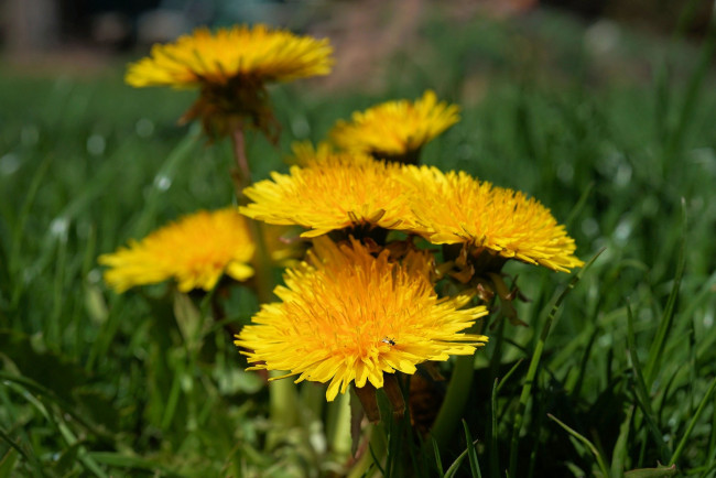 Обои картинки фото цветы, одуванчики, одуванчик, весна, луг, цветок, жёлтый, поле