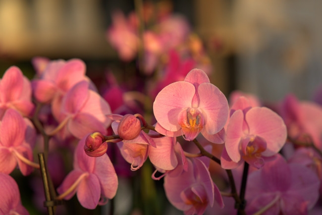 Обои картинки фото цветы, орхидеи, орхидея, цветок, почка, цвести