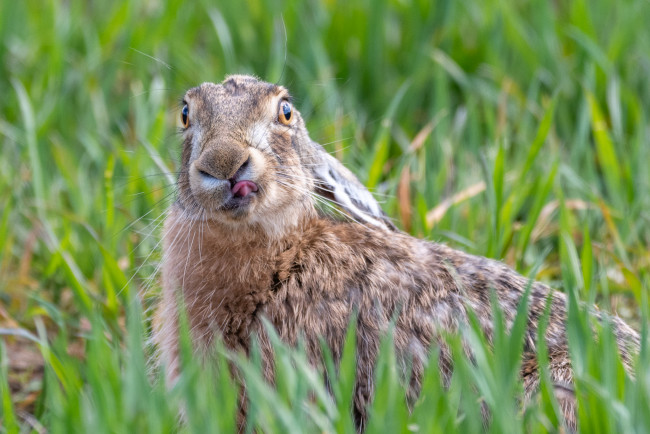 Обои картинки фото животные, кролики,  зайцы, природа, трава, язык, заяц