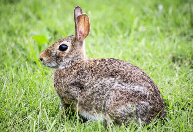 Обои картинки фото кролик, животные, кролики,  зайцы, трава