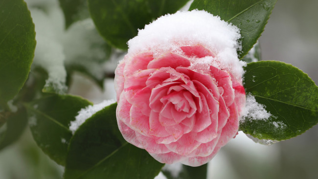 Обои картинки фото цветы, камелии, розовая, камелия, снег