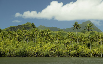 Картинка природа побережье горы пальмы море