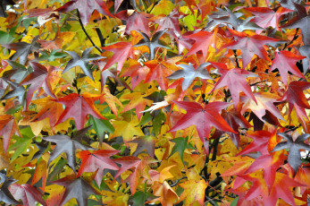 Картинка природа листья разноцветный клен