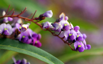 Картинка цветы фиолетовые
