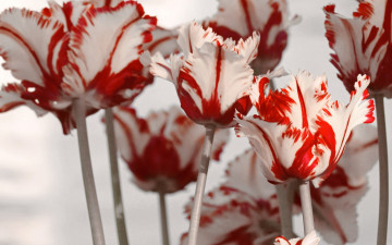 Картинка цветы тюльпаны красно-белые махровые