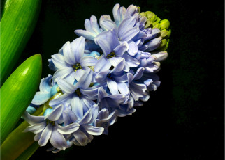 Картинка цветы гиацинты макро голубой