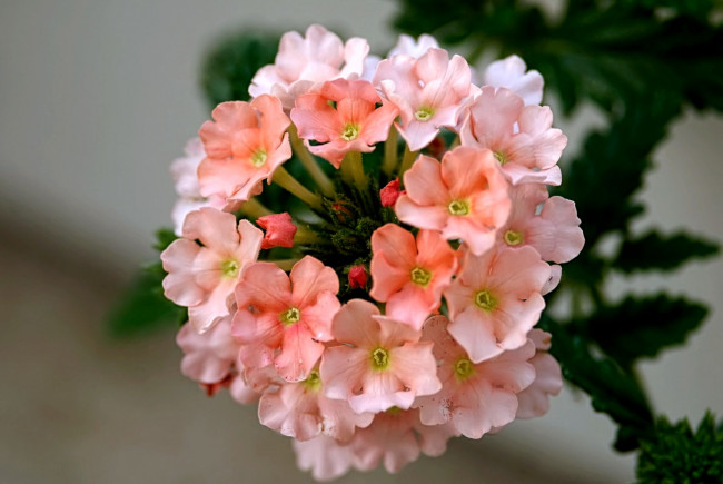 Обои картинки фото цветы, лантана, вербена, персиковый