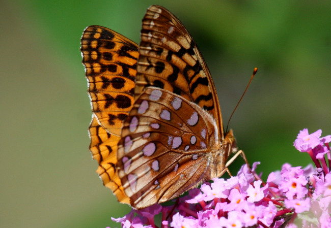 Обои картинки фото животные, бабочки, крылья, цветок