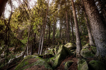 Картинка природа лес склон ели камни трава