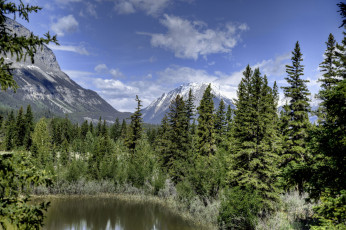Картинка jasper national park alberta canada природа горы национальный парк джаспер альберта канада лес ели