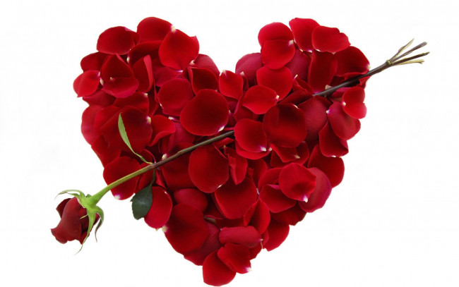 Обои картинки фото праздничные, день святого валентина,  сердечки,  любовь, сердечко, лепестки, цветок, красная, роза