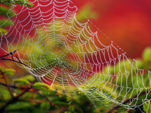 Картинка природа макро роса паутинка