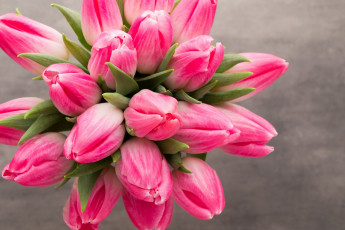 Картинка цветы тюльпаны розовый цветок