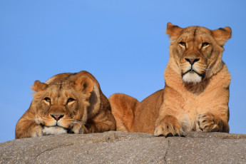 Картинка животные львы двое