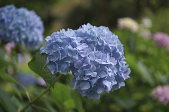 Картинка цветы гортензия hydrangea пышность лепестки цветки голубая splendor flowers petals blue