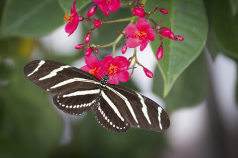 Картинка животные бабочки +мотыльки +моли бабочка butterfly расцветка яркость colors brightness