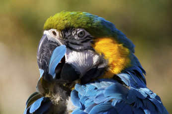 Картинка животные попугаи птица окрас перья попугай
