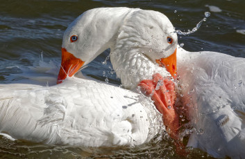 Картинка животные гуси белые вода капли птица