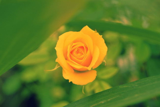 Обои картинки фото цветы, розы, боке, бутон, жёлтая, роза, макро