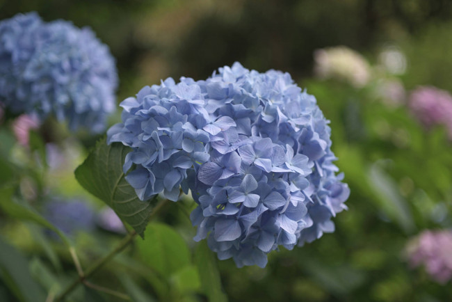 Обои картинки фото цветы, гортензия, hydrangea, пышность, лепестки, цветки, голубая, splendor, flowers, petals, blue