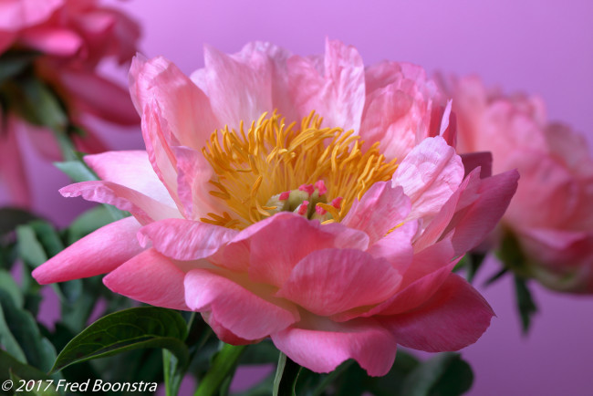 Обои картинки фото цветы, пионы, розовый, лепестки, бутон, пион, цветение