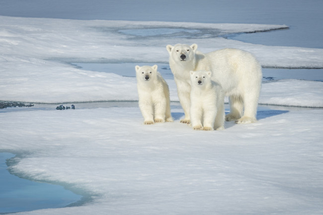 Обои картинки фото животные, медведи, снег, семья, белый