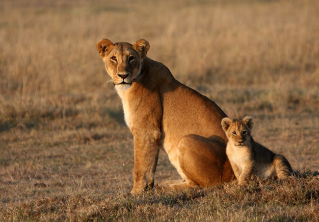 Обои картинки фото животные, львы, малыш, львица, лев, животное, мама