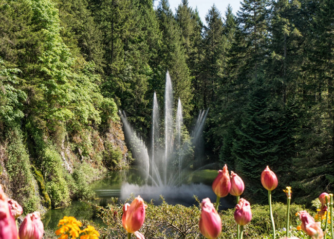 Обои картинки фото канада, природа, парк, тюльпаны, деревья