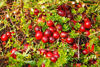 Картинка природа Ягоды ягоды растения клюква