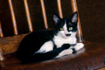 Картинка животные коты ступени кот кошка