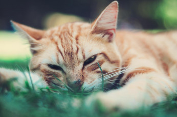 Картинка животные коты кошка кот рыжий трава