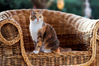 Картинка животные коты кресло кошка шерсть