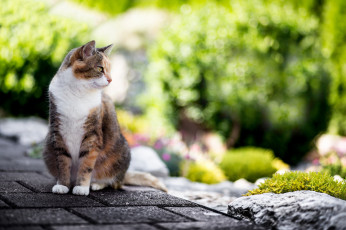 Картинка животные коты лето кошка шерсть