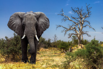 Картинка животные слоны исполин