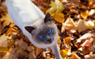 Картинка животные коты взгляд животное осень листья кот природа котик