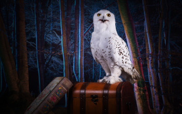 Картинка животные совы взгляд полярная магия обработка книга чемодан сундук фотошоп ночь белая лес сова темнота деревья коллаж тема птица хогвардс