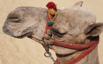 Картинка животные верблюды голова верблюд уздечка