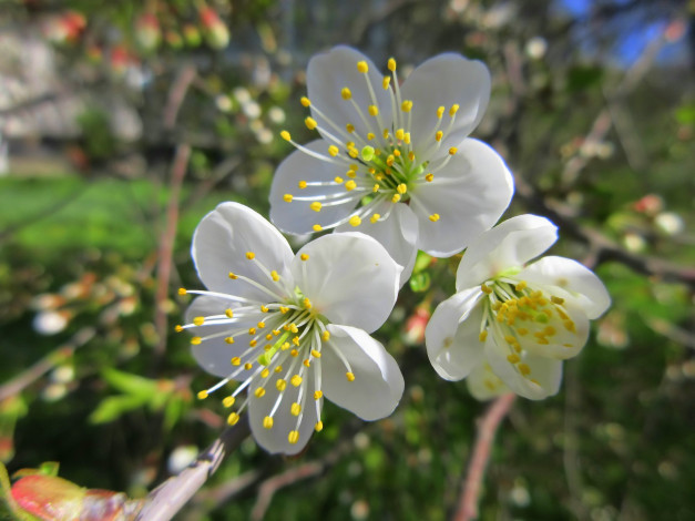 Обои картинки фото цветы, сакура,  вишня, весна, 2018