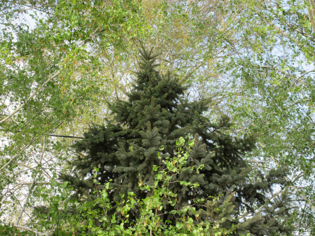 Обои картинки фото природа, деревья, весна, 2018