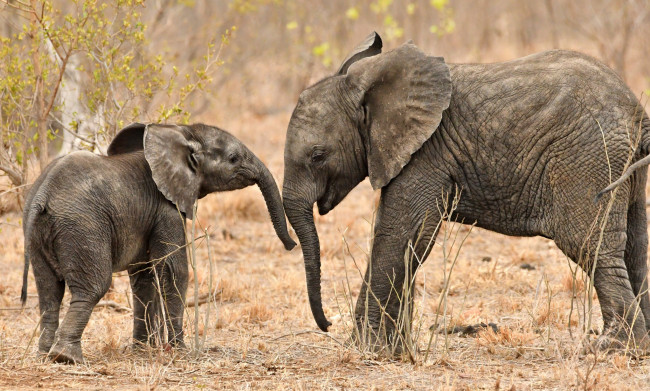 Обои картинки фото животные, слоны, хобот, малыш